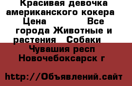 Красивая девочка американского кокера › Цена ­ 35 000 - Все города Животные и растения » Собаки   . Чувашия респ.,Новочебоксарск г.